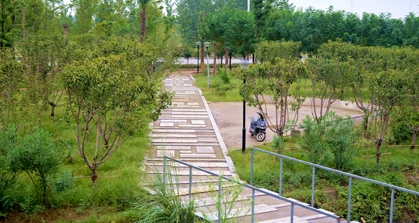 湖北·316 國(guó)道老河口市城區(qū)梨花大道景觀項(xiàng)目